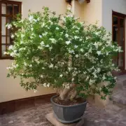 对于那些想要将自己的茉莉树移植至室内的人来说，你知道如何处理这些枝条以便将其安全地移入房屋中的方法吗？
