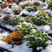 在寒冷环境下种植哪些植物可以保持健康？