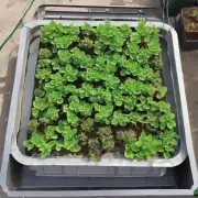 如何控制温度以确保盆栽植物健康成长？