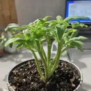 这种植物需要多少光照才能正常生长？