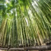 你想进一步了解紫竹所需要的各种养分含量以及它们的作用么？