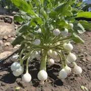这种植物有着非常独特的外观特征长长的茎上结满了白色的小球体状果实你还知道这种植物的名字吗？