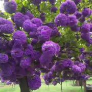 什么是最佳时间点为紫藤花树施加磷元素以提高其花朵数量以及质量？