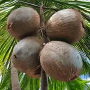 什么是夏威林椰子？