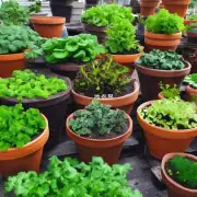 如果您想在家里种植一些盆栽和绿植的话哪些品种最适合作为室内装饰物呢？