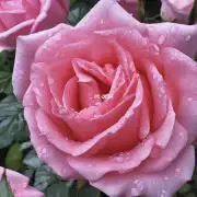 rose flower 的 plant 是什么意思？