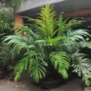 君子兰是热带植物吗？