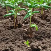 如何在不破坏土壤结构的情况下防止多肉植物徒长的最佳方法？