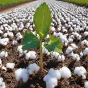 有哪些方法可以防止或控制吹棉蚧在农作物上繁殖扩散吗？