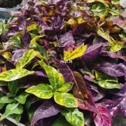 如果发现紫荆花叶子上有白斑点或者枯黄现象该如何处理这些病害并促进其恢复健康状态？