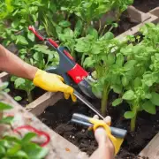 如何进行植物根部清洗和修剪工作以减少病虫害风险？