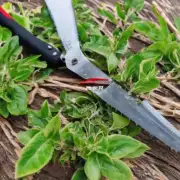 在盆栽富贵籽春季进行剪枝时需要注意哪些事项？有哪些常见的错误和解决方法呢？