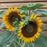 向日葵可以长到多高？