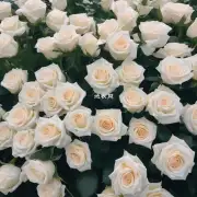 有没有知道多肉植物和多肉白玫瑰是同一个东西？