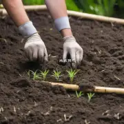在种植文竹时要选择什么样的土壤？