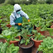 有哪些方法可以帮助防止病虫害侵袭您的非洲堇植物从而保护他们的整体生命力与生长情况？