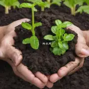 在种植盆栽植物时应该使用什么样的土壤？
