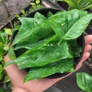 什么东西可以用于擦拭绿色植物叶片？