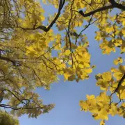 为什么大树的叶子会变黄？