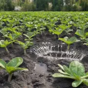当你准备给米兰浇水的时候需要注意哪些方面才能避免过度灌溉或缺乏水分导致植株受损的情况发生呢？