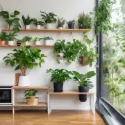 在家里种植哪些植物可以增加室内空气湿度？