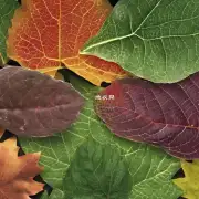 有哪些方法可以延长观叶植物的生命周期和茂盛度量表例如叶子颜色形状等？