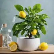 如何正确地浇水以保持健康的盆栽柠檬植株？