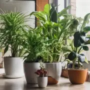 这些室内植物有哪些需要注意的事项或禁忌吗？
