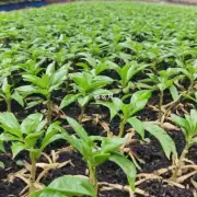 有哪些常见的病虫害对福建茶盆景有危害吗？