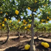 什么是最好的用于栽培柠檬树的土壤类型和成分？