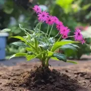 仙客来花可以与其他植物一起生长吗？如果是的话它会与哪种植物搭配得最好？