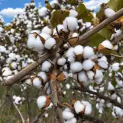 中美木棉为什么叫做发财树？