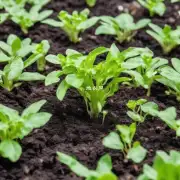 在盆栽中如何处理土壤以确保植物健康成长呢？