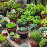 哪些是适合放在室内或室外的植物品种？