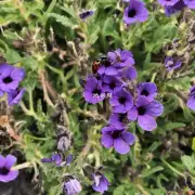哪些常见的虫害会对紫荆花造成威胁？它们会侵蚀植株根部导致植物死亡吗？