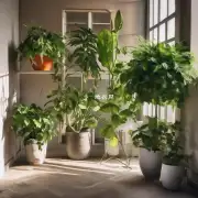 为什么有些植物不适合放在阳光直射的位置上而应该被放置到阴凉处或遮荫的地方？