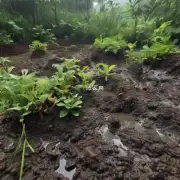 你知道野牡丹是否喜欢湿润土壤环境吗？如果是的话它们更喜欢什么样的湿度水平呢？