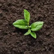 如何在泥土中添加有机肥料以促进植物生长？