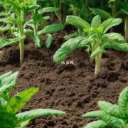 什么是腐殖质土或有机肥料对防止植物烂根的影响？