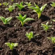 如果你有一个特别特殊的需求比如非常干燥潮湿等可以如何调整你的盆栽植物所需要使用的土壤来满足这些特殊条件？