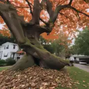 为什么榕树会掉落它的叶片？