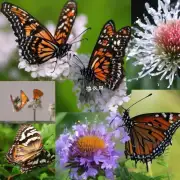 哪些因素会影响蝴蝶兰植物的光照需求以及如何满足这些需求来促进它们的良好发育？