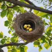 你知道一些常见的鸟类巢吗？它们是否适合作为全黄的巢材？