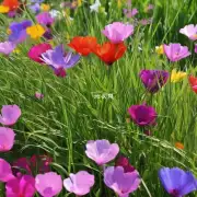 观音草的花瓣有哪些颜色？为什么这些颜色很重要？