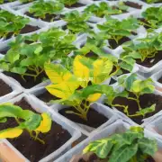 为什么我们应该选择合适的土壤来栽培金丝荷叶？