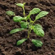 如何在植物生长过程中增加土壤中的有机质？
