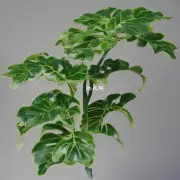 这种植物的特点之一就是其叶子形状奇特独特你觉得这是由什么原因导致的呢？