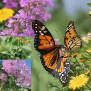 哪些因素影响了蝴蝶兰的成长和发展？