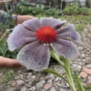 它的花朵形状是怎样的？