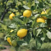 哪些药物可以用来治疗盆栽柠檬病害或促进生长？